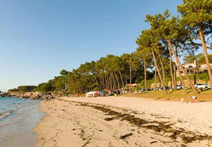 Playa de arena dorada con pinos y mar azul. Un día perfecto para disfrutar de qué ver en O Grove, con gente relajándose y un chiringuito.