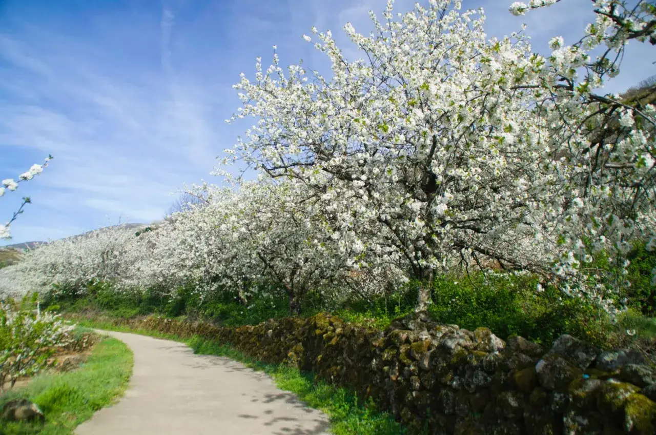 Un camino serpentea entre cerezos en flor en el Valle del Jerte, bajo un cielo azul con nubes tenues.