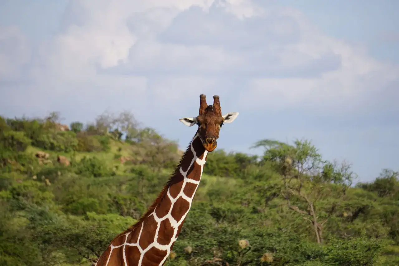 Una jirafa con su caracter&iacute;stico cuello y manchas marrones y blancas, observando al frente. El fondo muestra un paisaje verde y monta&ntilde;oso, ideal para viajar a Kenia.